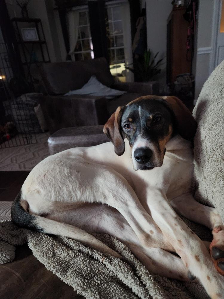 Available for Adoption - Jetta (SC, USA), Adoptable, Puppy Female Pointer.