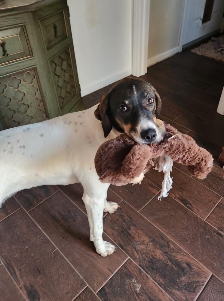 Enlarge Available for Adoption - Jetta (SC, USA), a Adoptable Pointer in Rock Hill, SC image 2/6