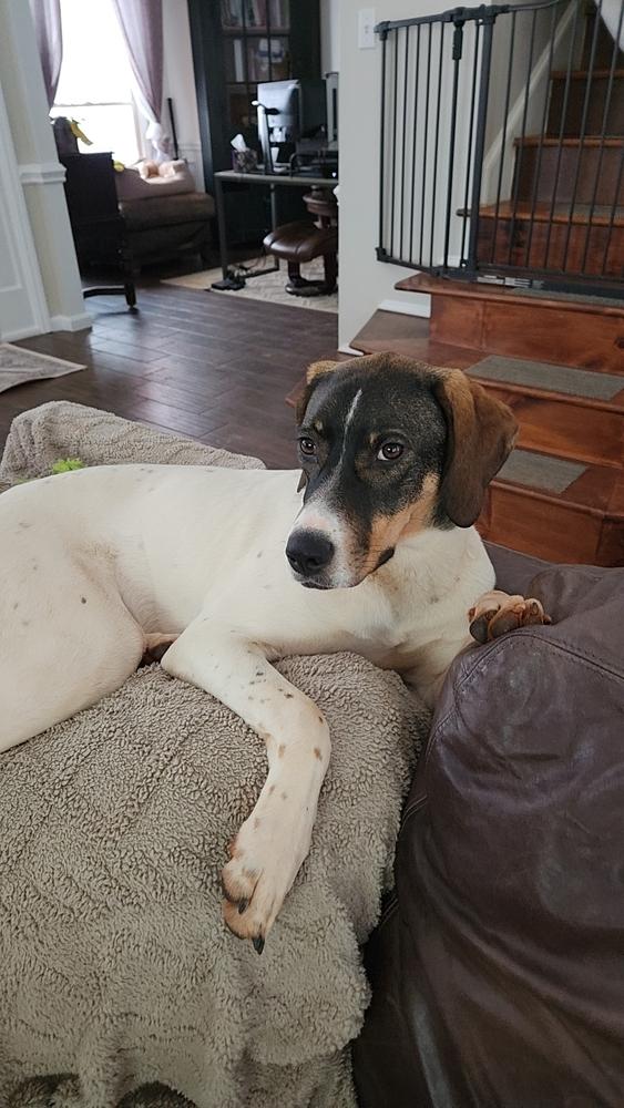 Enlarge Available for Adoption - Jetta (SC, USA), a Adoptable Pointer in Rock Hill, SC image 3/6