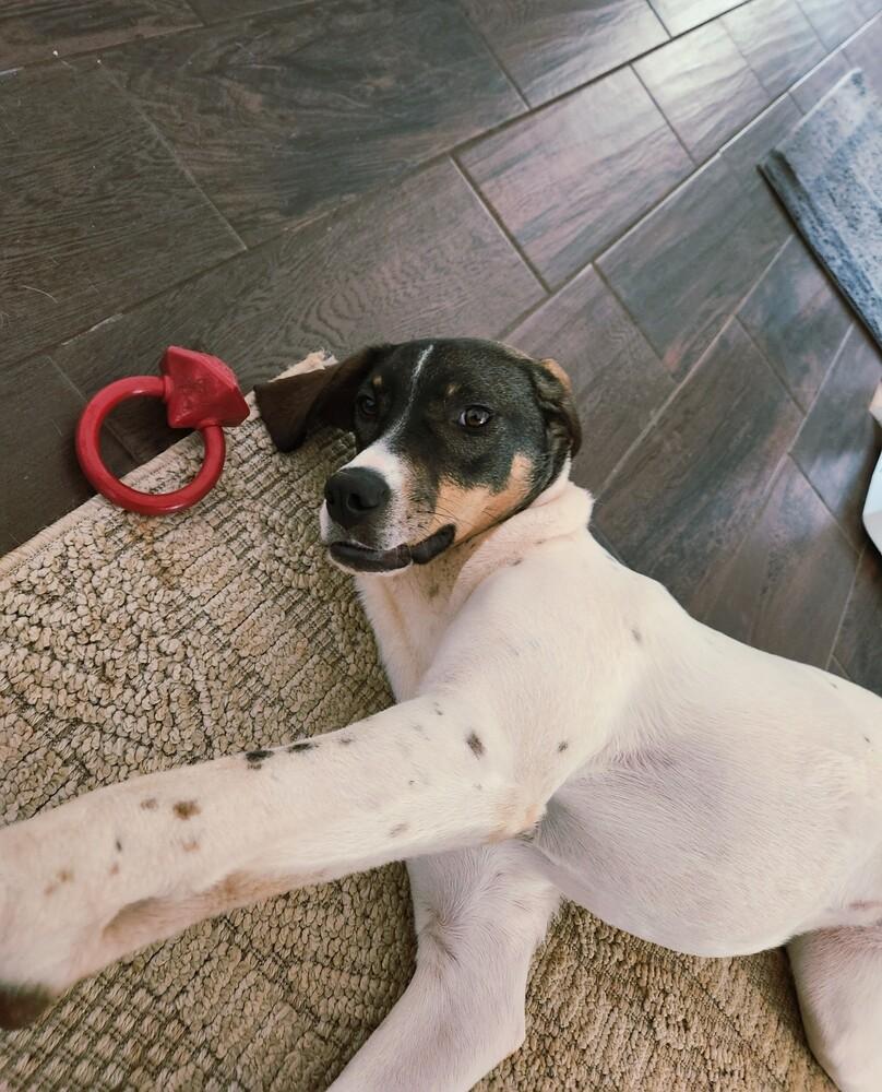 Enlarge Available for Adoption - Jetta (SC, USA), a Adoptable Pointer in Rock Hill, SC image 4/6