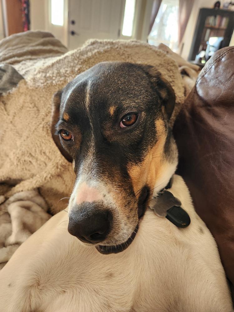 Enlarge Available for Adoption - Jetta (SC, USA), a Adoptable Pointer in Rock Hill, SC image 5/6