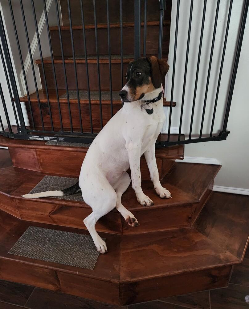 Enlarge Available for Adoption - Jetta (SC, USA), a Adoptable Pointer in Rock Hill, SC image 6/6