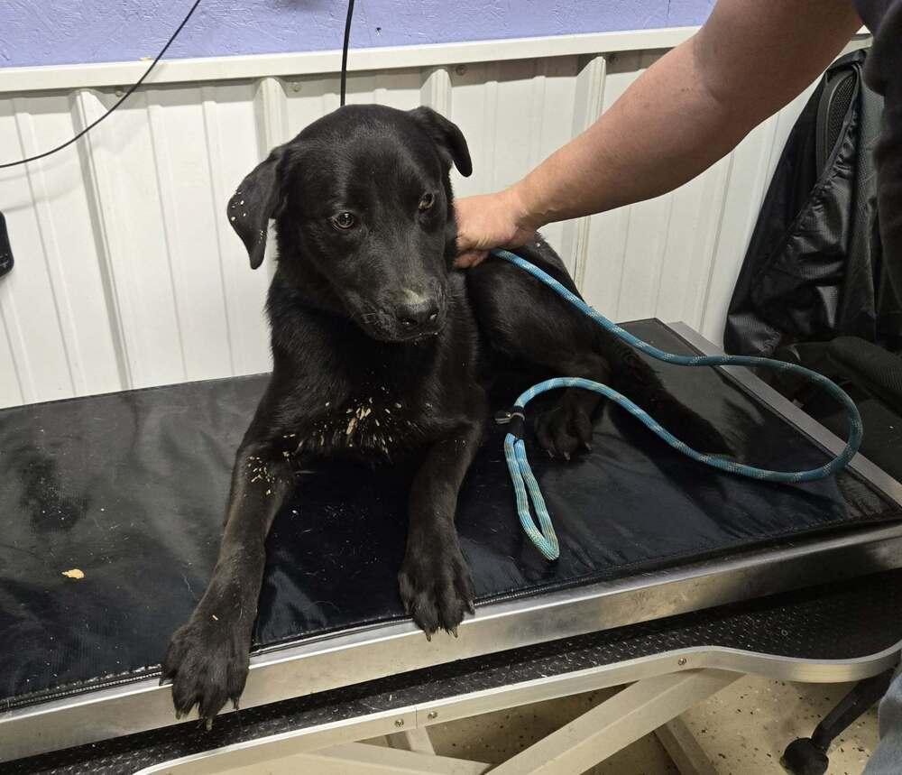 Ben, Adoptable, Adult Male Labrador Retriever.