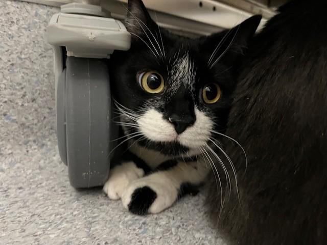 NOODLE, Adoptable, Young Female Domestic Short Hair.