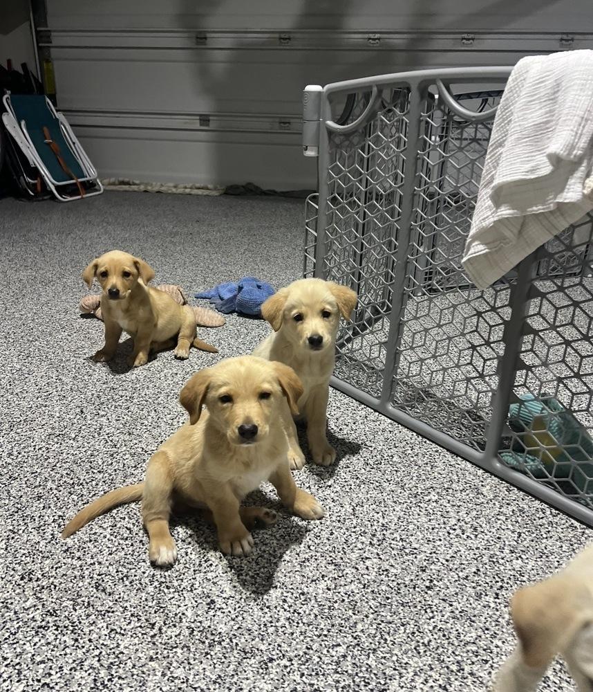 Cowenee / Rosé, Adopted, Puppy Female Labrador Retriever & Mixed Breed.