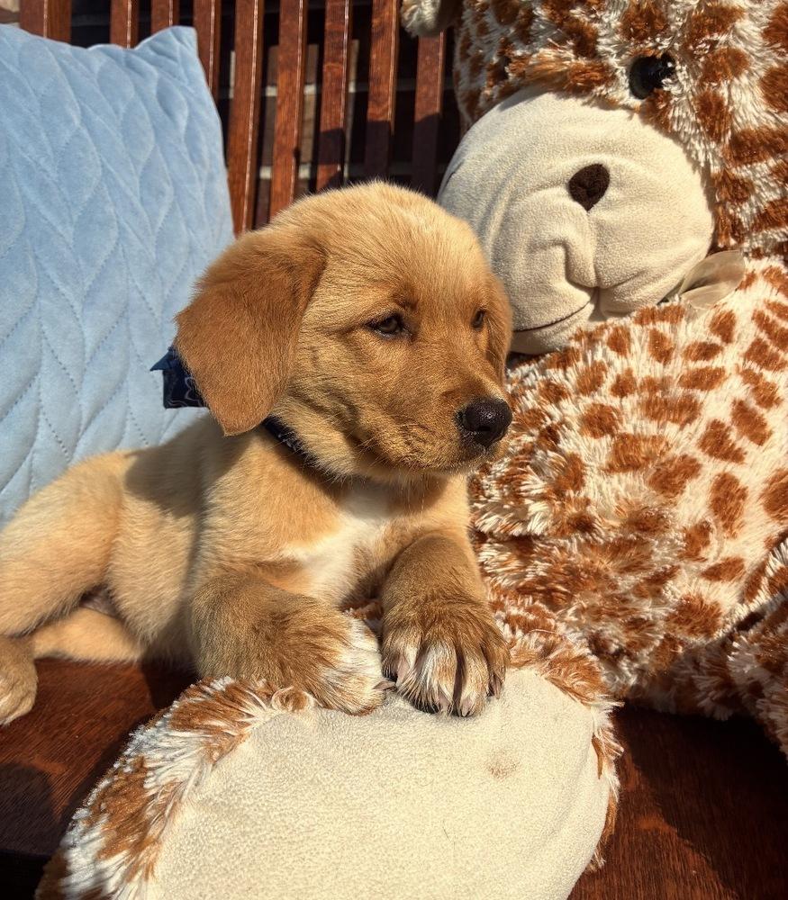 Cowenee / Rosé, a Adopted mixed breed in Broomfield, CO image 4/6