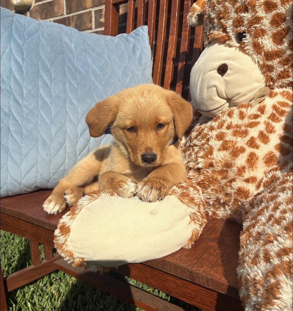 Cowenee / Rosé, a Adopted mixed breed in Broomfield, CO image 5/6