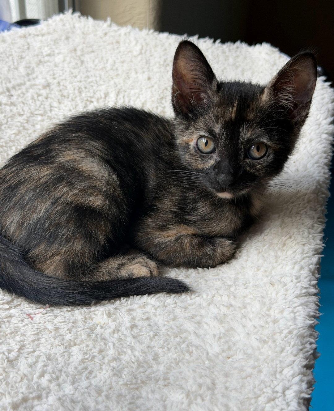 Enlarge Esme, a Adoptable Tortoiseshell in Sanford, FL image 1/2