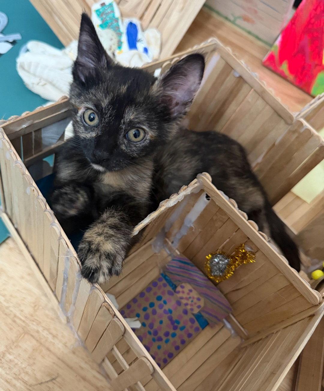 Enlarge Esme, a Adoptable Tortoiseshell in Sanford, FL image 2/2