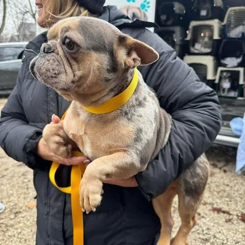 Victoria, Adoptable, Adult Female French Bulldog.