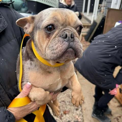 Enlarge Victoria, a Adoptable French Bulldog in St. Charles, IL image 2/6
