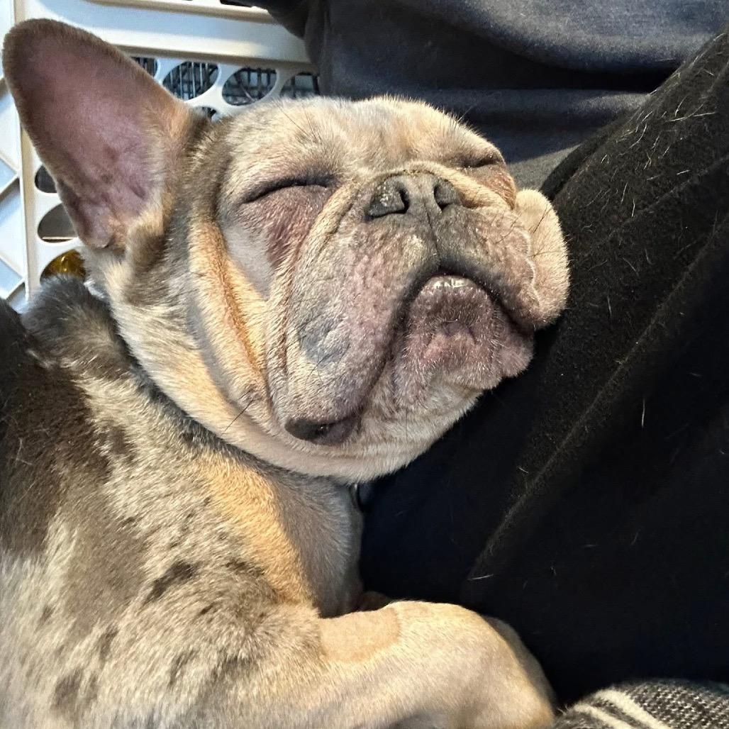 Enlarge Victoria, a Adoptable French Bulldog in St. Charles, IL image 3/6