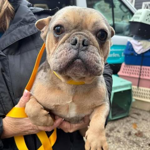 Enlarge Victoria, a Adoptable French Bulldog in St. Charles, IL image 4/6
