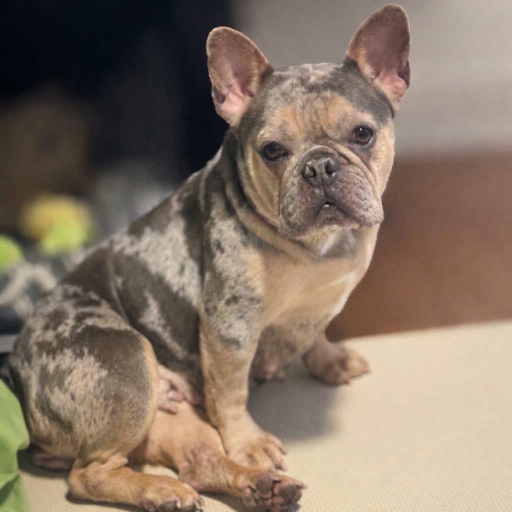 Enlarge Victoria, a Adoptable French Bulldog in St. Charles, IL image 5/6