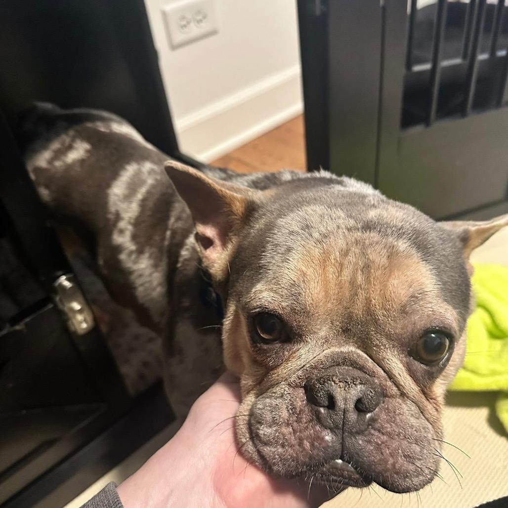 Enlarge Victoria, a Adoptable French Bulldog in St. Charles, IL image 6/6