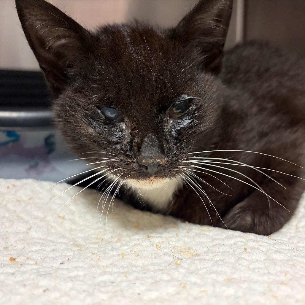 Bellatrix — thumbnail 2