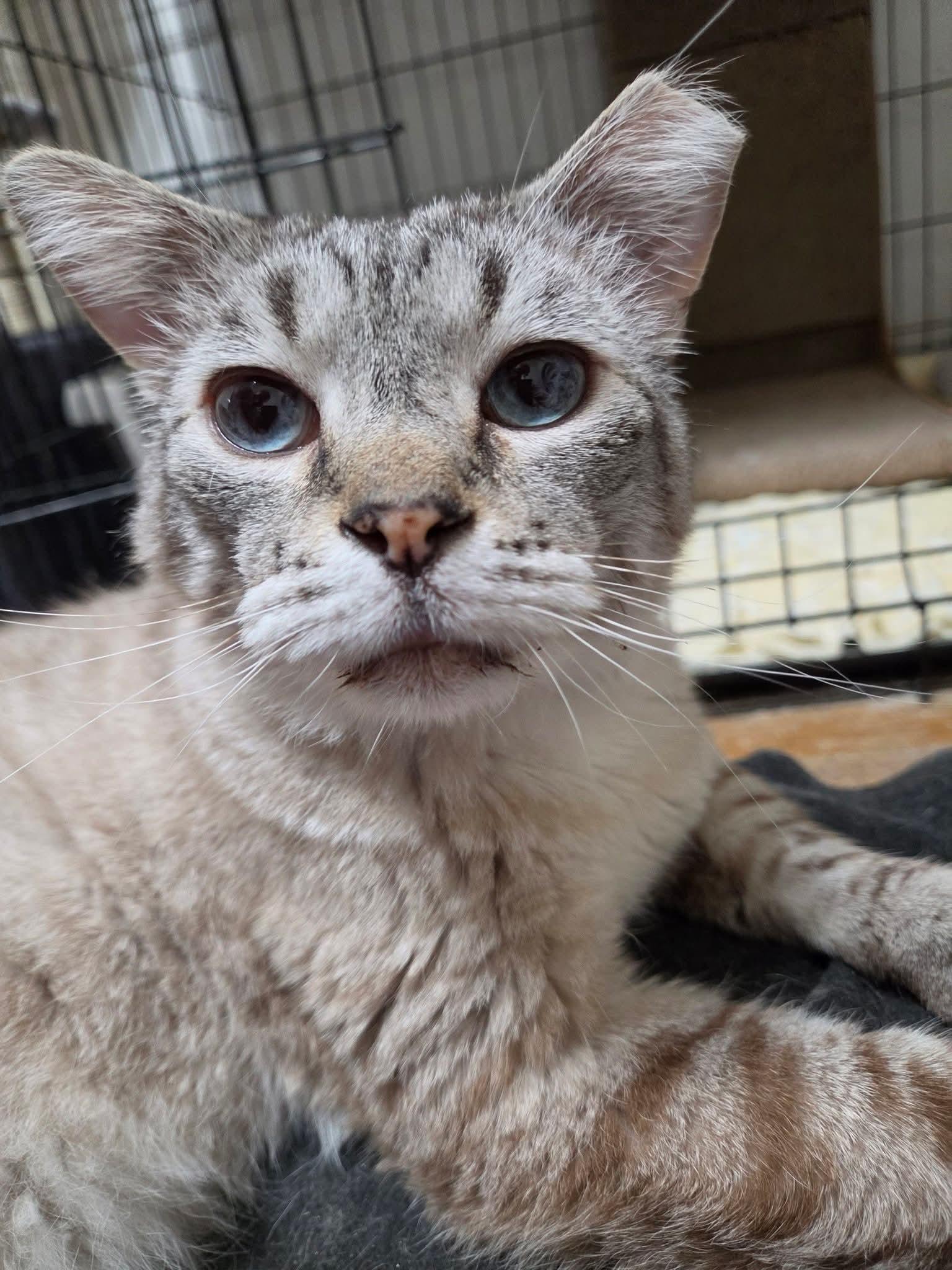 Peregrine , ADOPTABLE, Adult Male Siamese & Tiger.