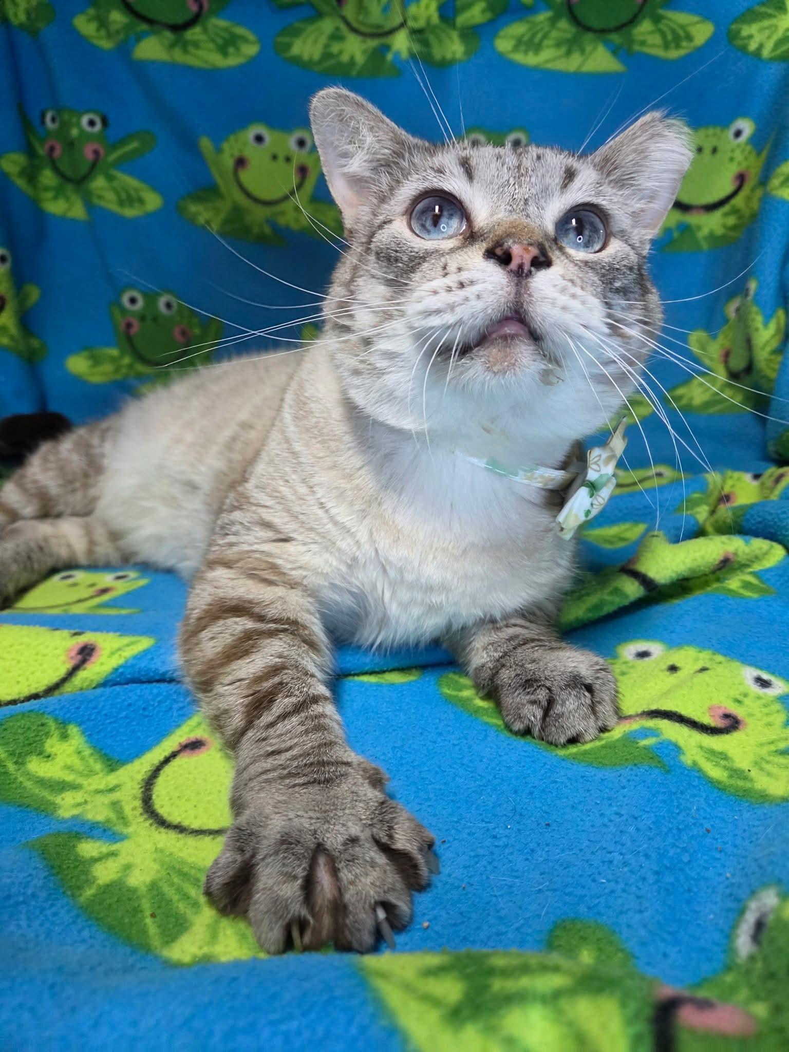 Enlarge Peregrine , a ADOPTABLE mixed breed in West Lafayette, IN image 1/1