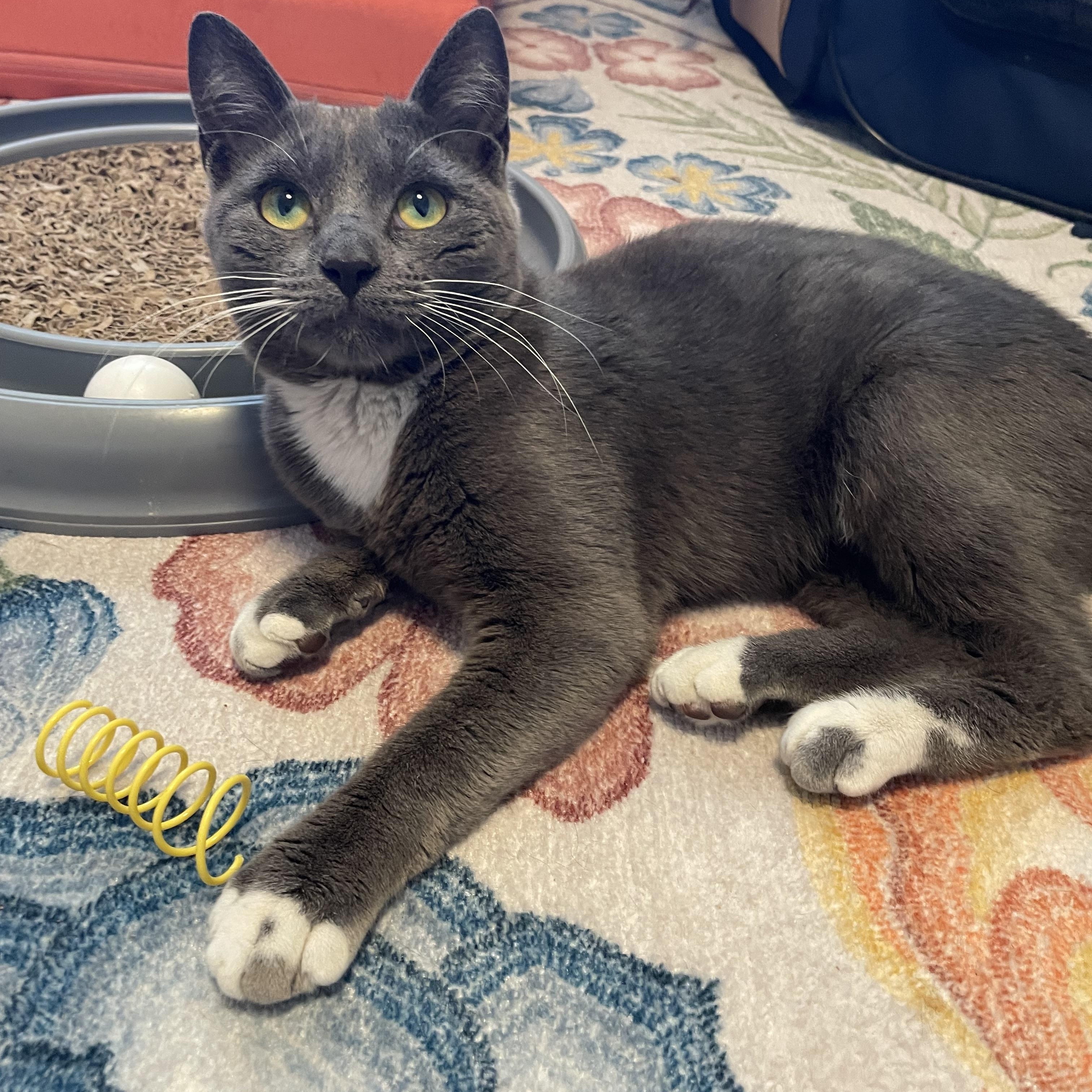 Enlarge Kirby, a ADOPTABLE Domestic Short Hair in Brooklyn, NY image 2/5