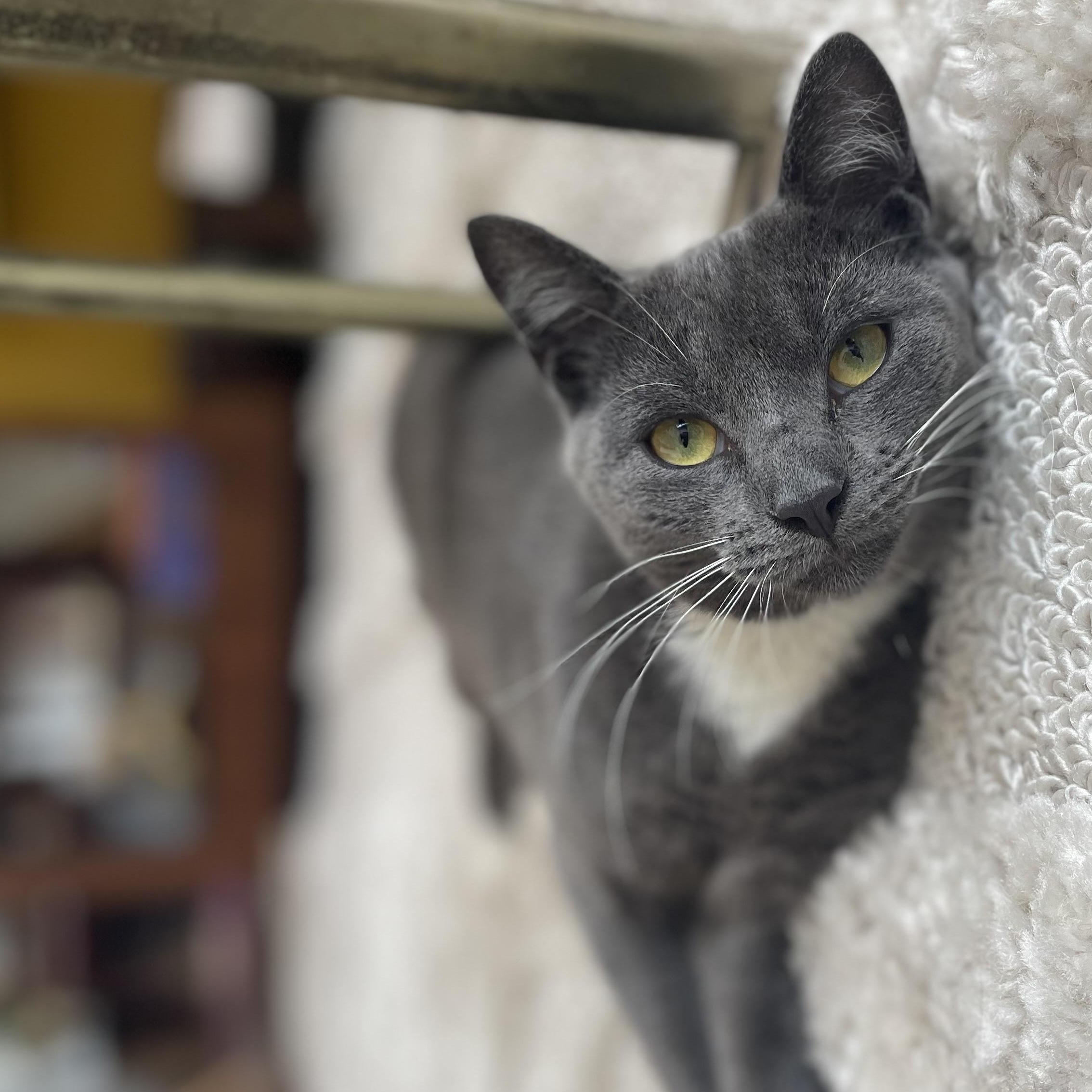 Enlarge Kirby, a ADOPTABLE Domestic Short Hair in Brooklyn, NY image 5/5