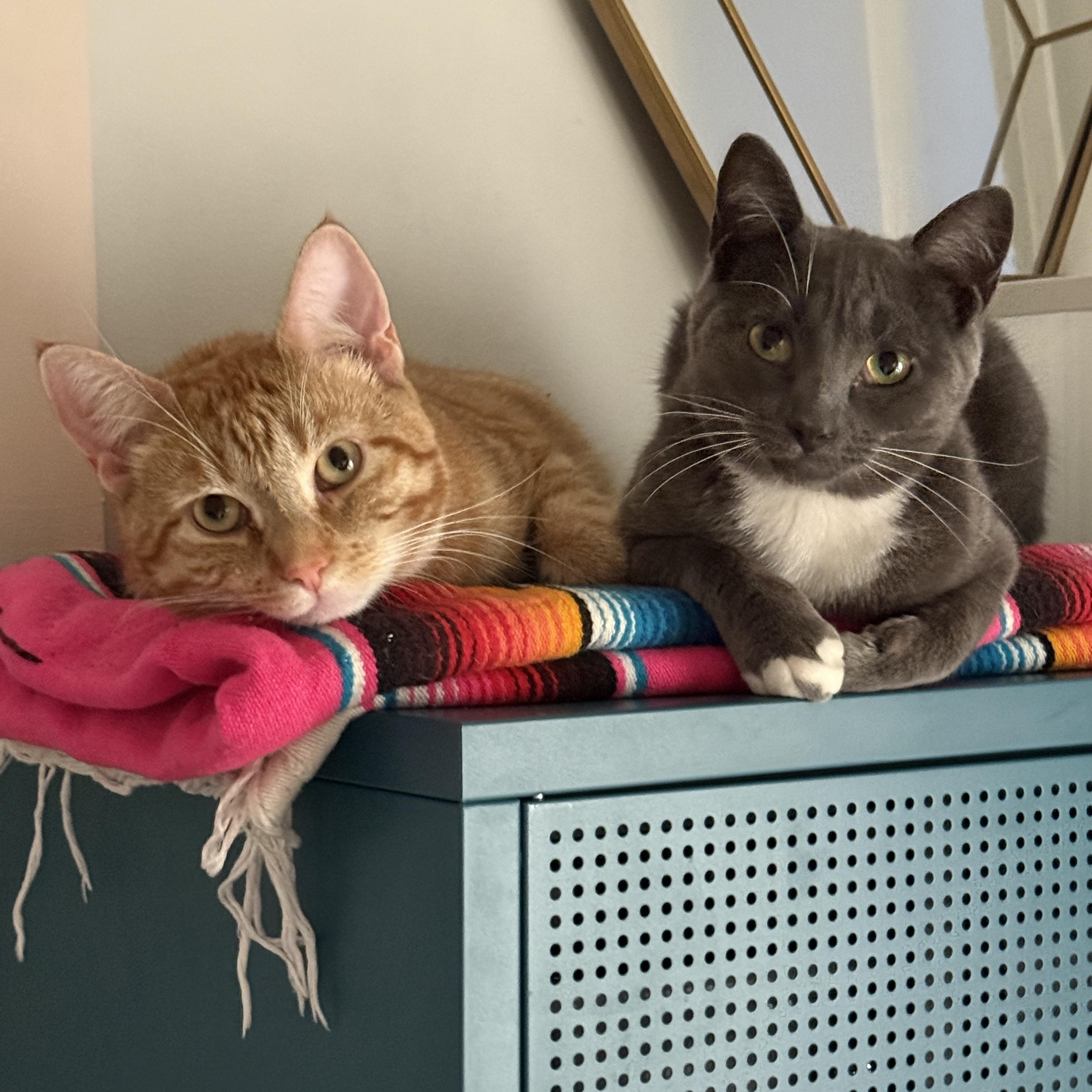 Enlarge Kirby, a ADOPTABLE Domestic Short Hair in Brooklyn, NY image 3/5