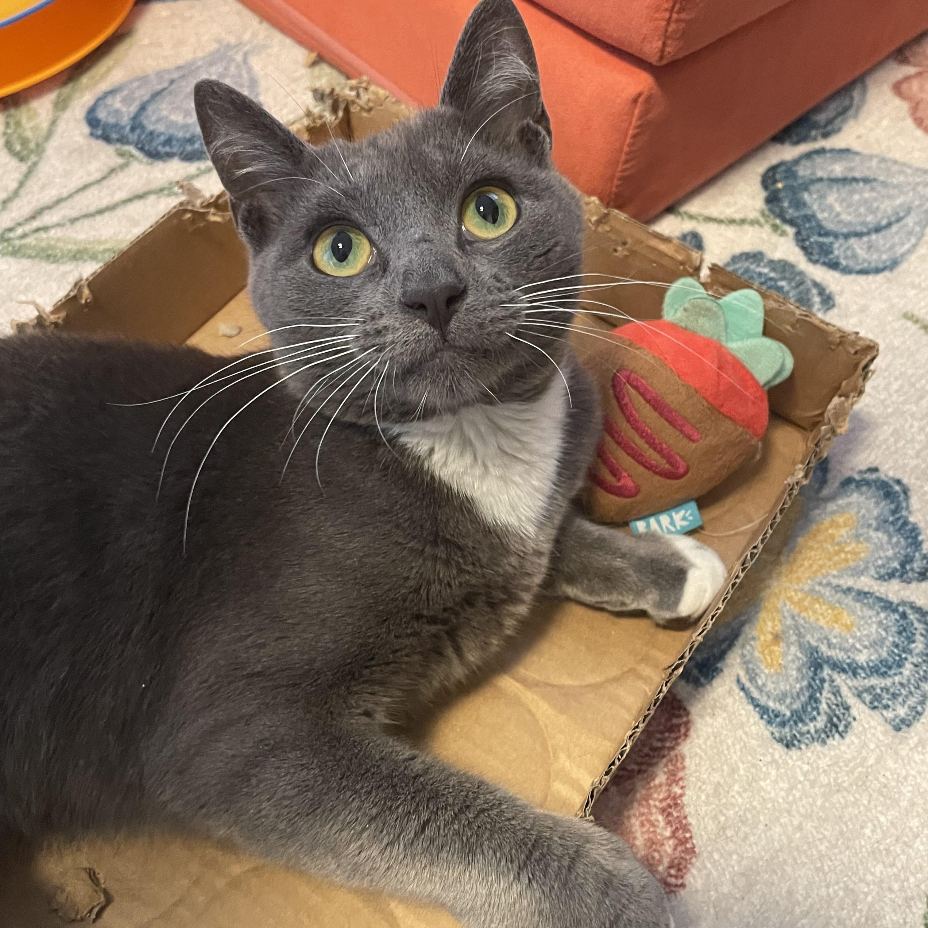 Enlarge Kirby, a ADOPTABLE Domestic Short Hair in Brooklyn, NY image 1/5