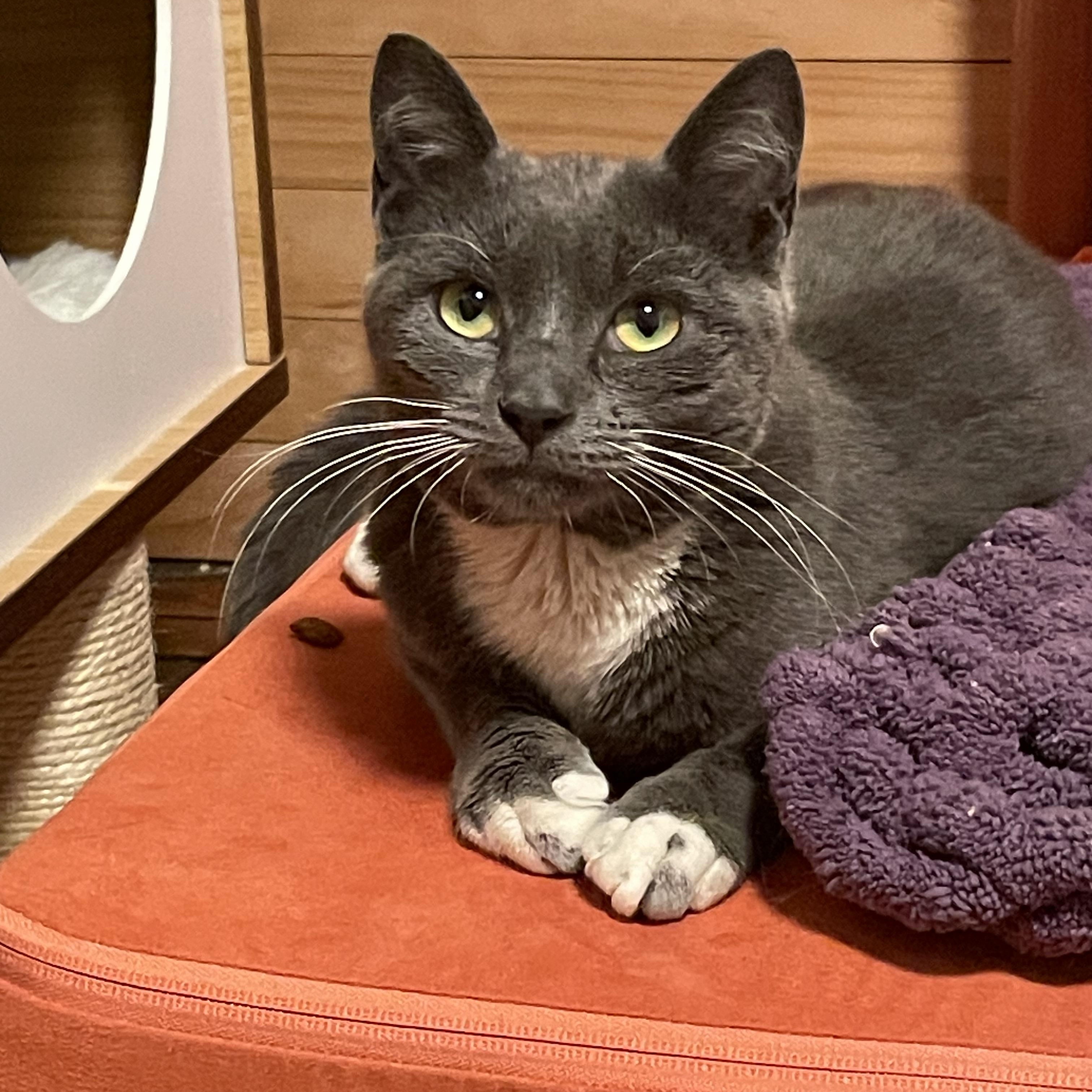 Enlarge Kirby, a ADOPTABLE Domestic Short Hair in Brooklyn, NY image 4/5