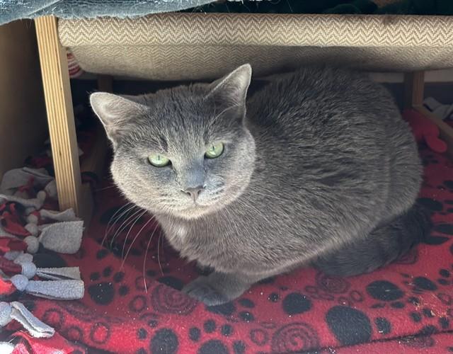 Enlarge BELLO, a Adoptable Domestic Short Hair in Leesburg, VA image 1/1