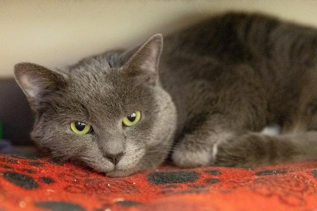 Enlarge BELLO, a Adoptable Domestic Short Hair in Leesburg, VA image 1/1