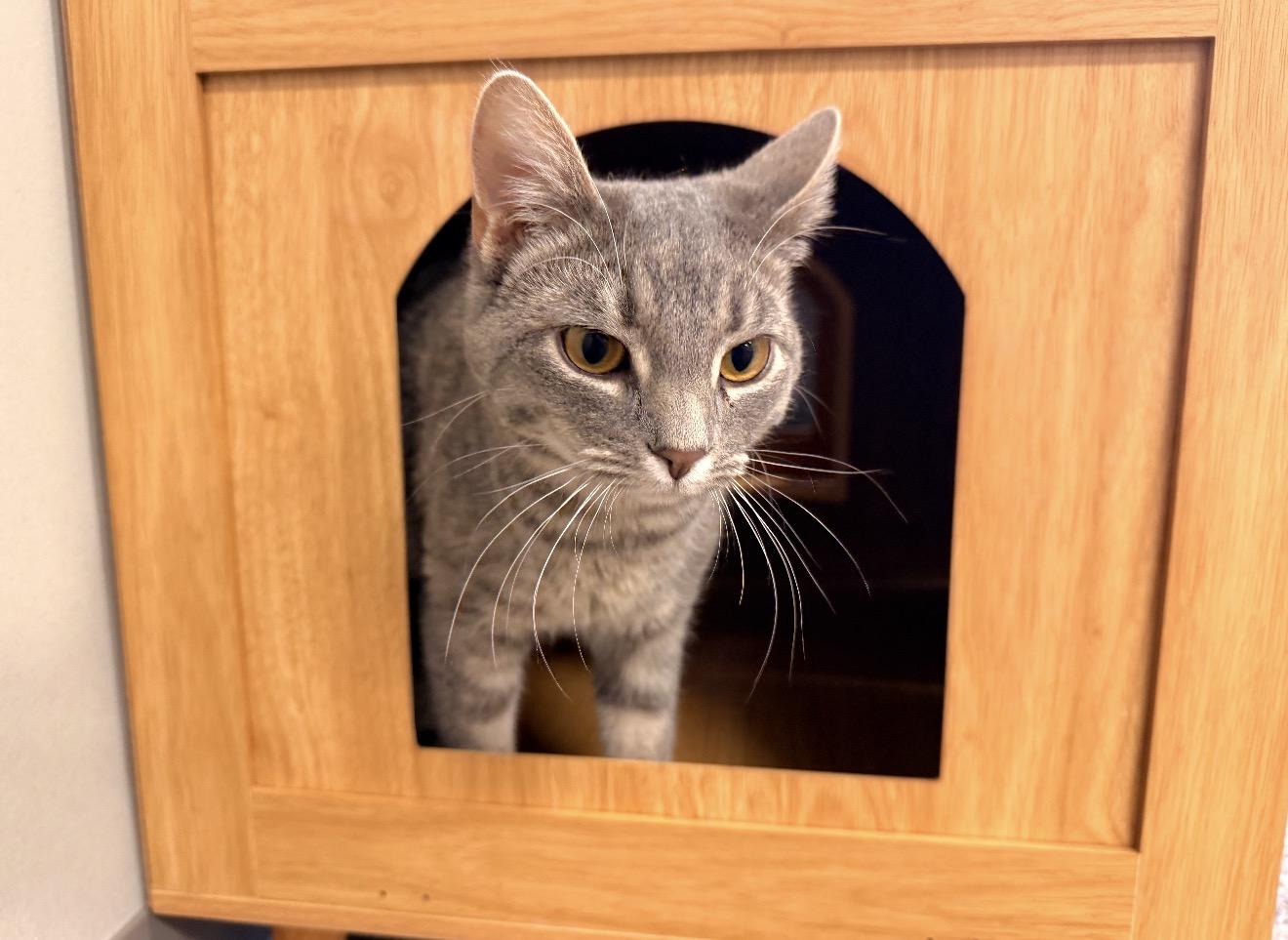 Enlarge Tilly, an adopted mixed breed in East Dundee , IL image 4/4