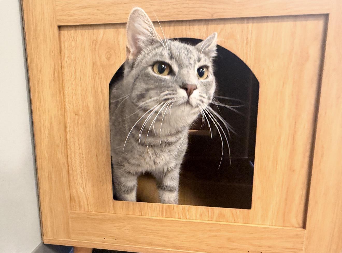 Tilly, adopted, Young Female Tabby & Domestic Short Hair.