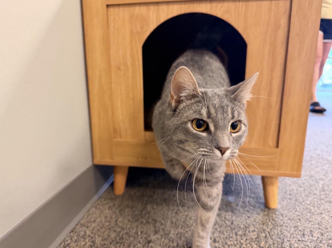 Enlarge Tilly, an adopted mixed breed in East Dundee , IL image 2/4