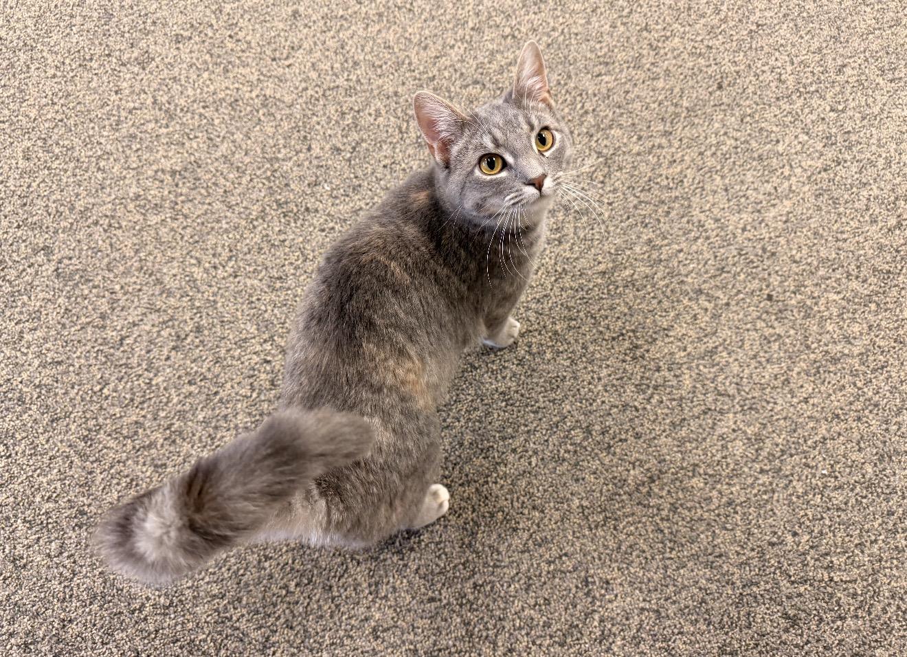 Enlarge Tilly, an adopted mixed breed in East Dundee , IL image 3/4