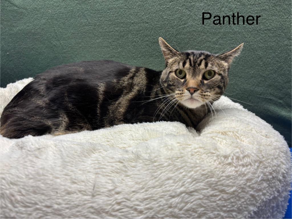 Enlarge Panther, a Adoptable mixed breed in Wabash, IN image 1/1