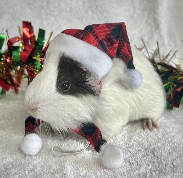 Joy, Adoptable, Baby Female Guinea Pig.