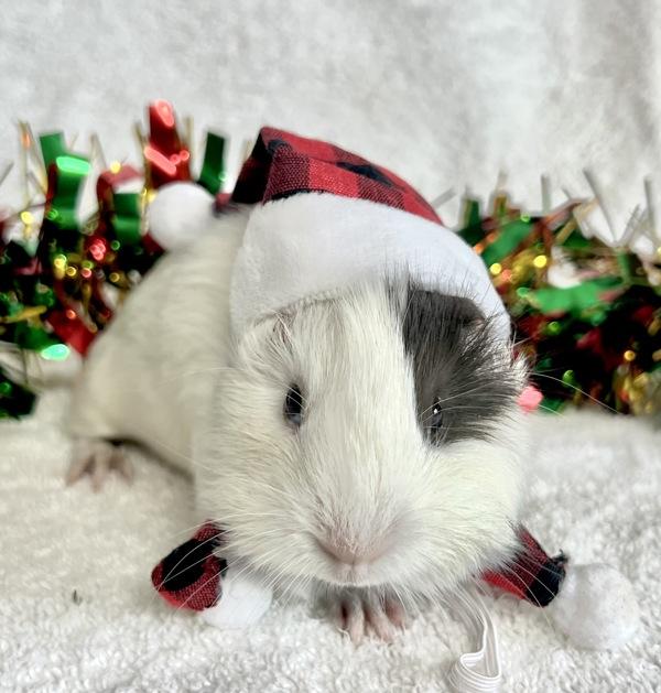 Enlarge Joy, a Adoptable mixed breed in Monterey, CA image 2/4