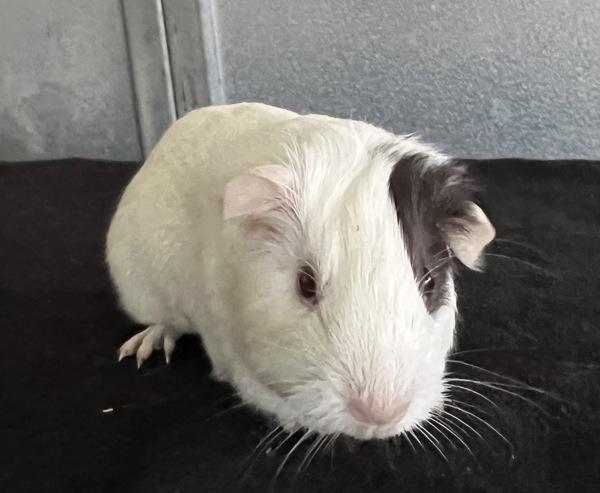 Enlarge Joy, a Adoptable mixed breed in Monterey, CA image 3/4