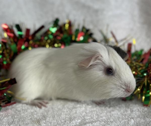 Enlarge Joy, a Adoptable mixed breed in Monterey, CA image 4/4