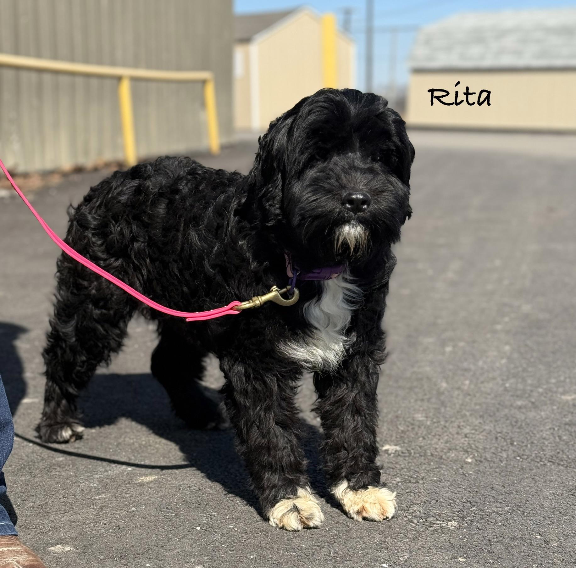 Enlarge  RITA ~ Video!, an adopted Portuguese Water Dog in Ashland, OH image 2/6