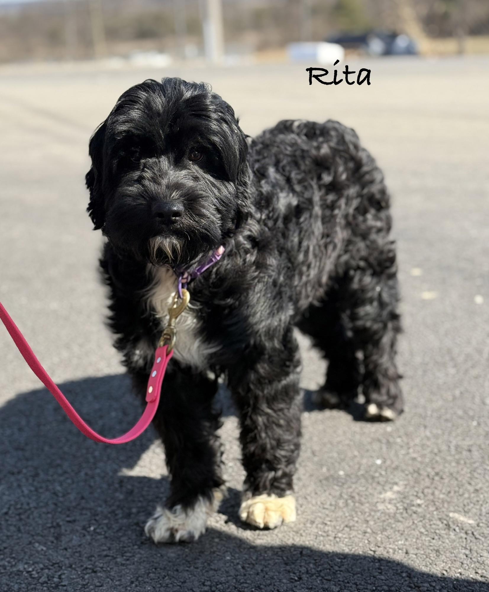  RITA ~ Video!, Adoptable, Young Female Portuguese Water Dog.