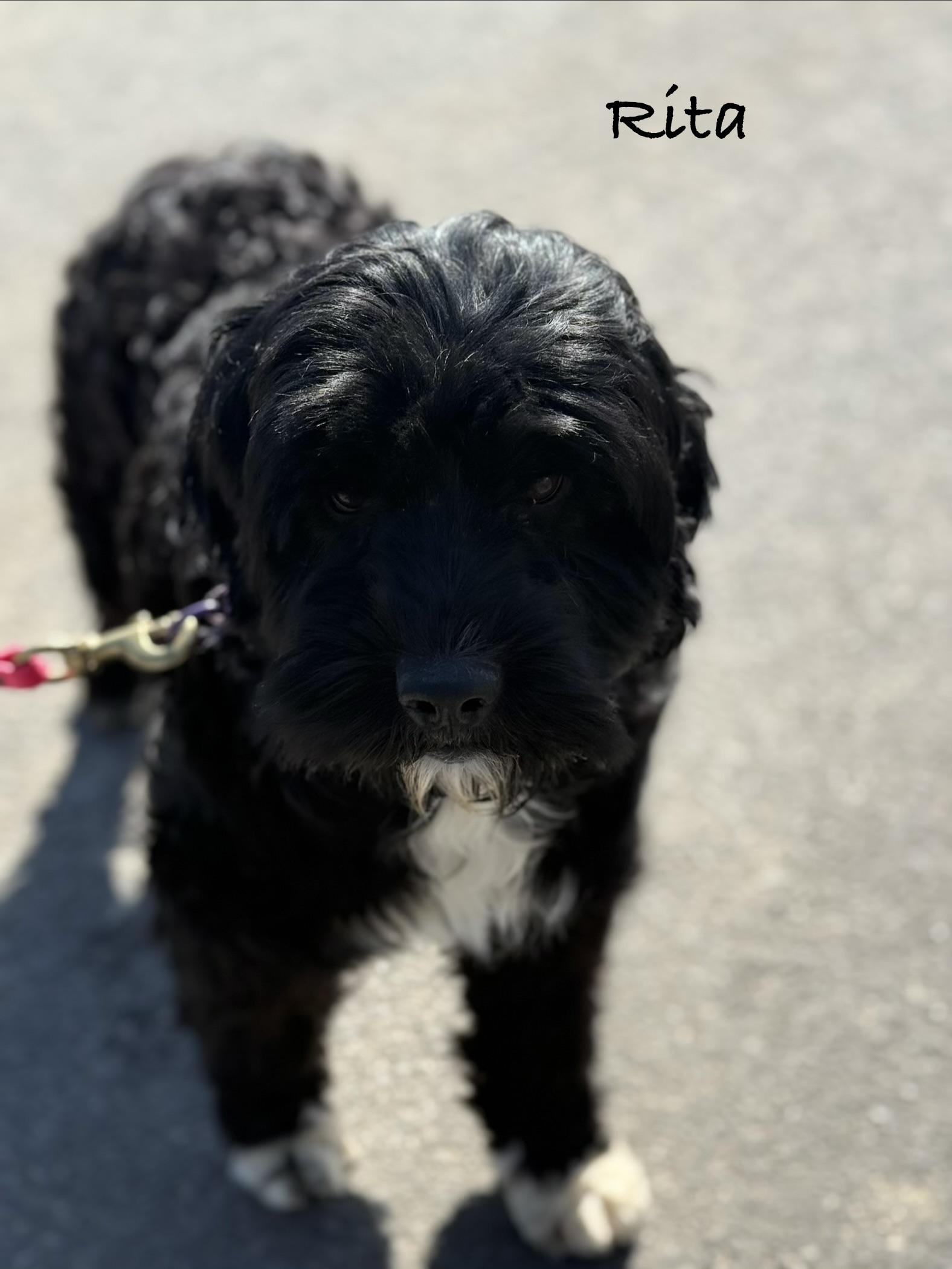 Enlarge  RITA ~ Video!, an adopted Portuguese Water Dog in Ashland, OH image 4/6