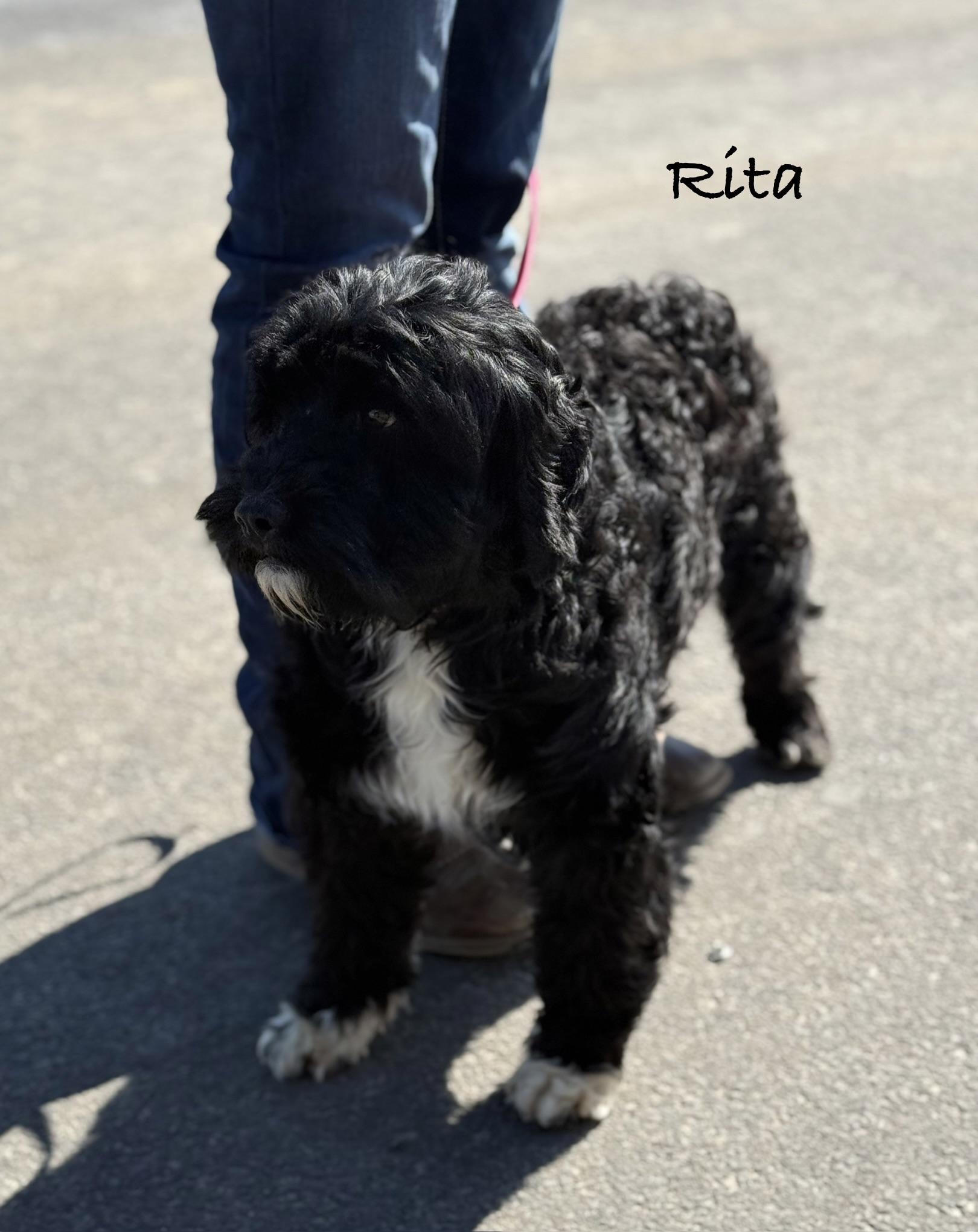 Enlarge  RITA ~ Video!, an adopted Portuguese Water Dog in Ashland, OH image 3/6