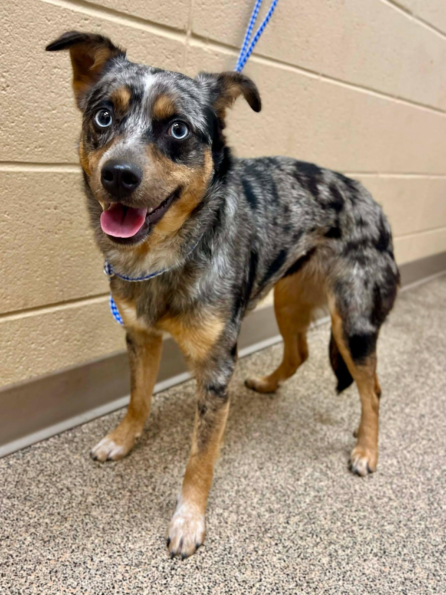 Enlarge Lucy, an adopted Australian Cattle Dog / Blue Heeler in Fort Payne, AL image 1/1