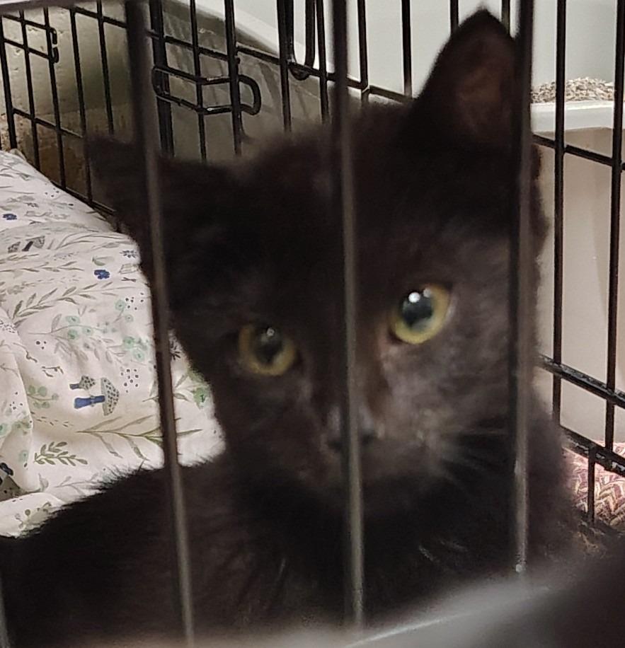 Magic, Adoptable, Kitten Female Domestic Short Hair.