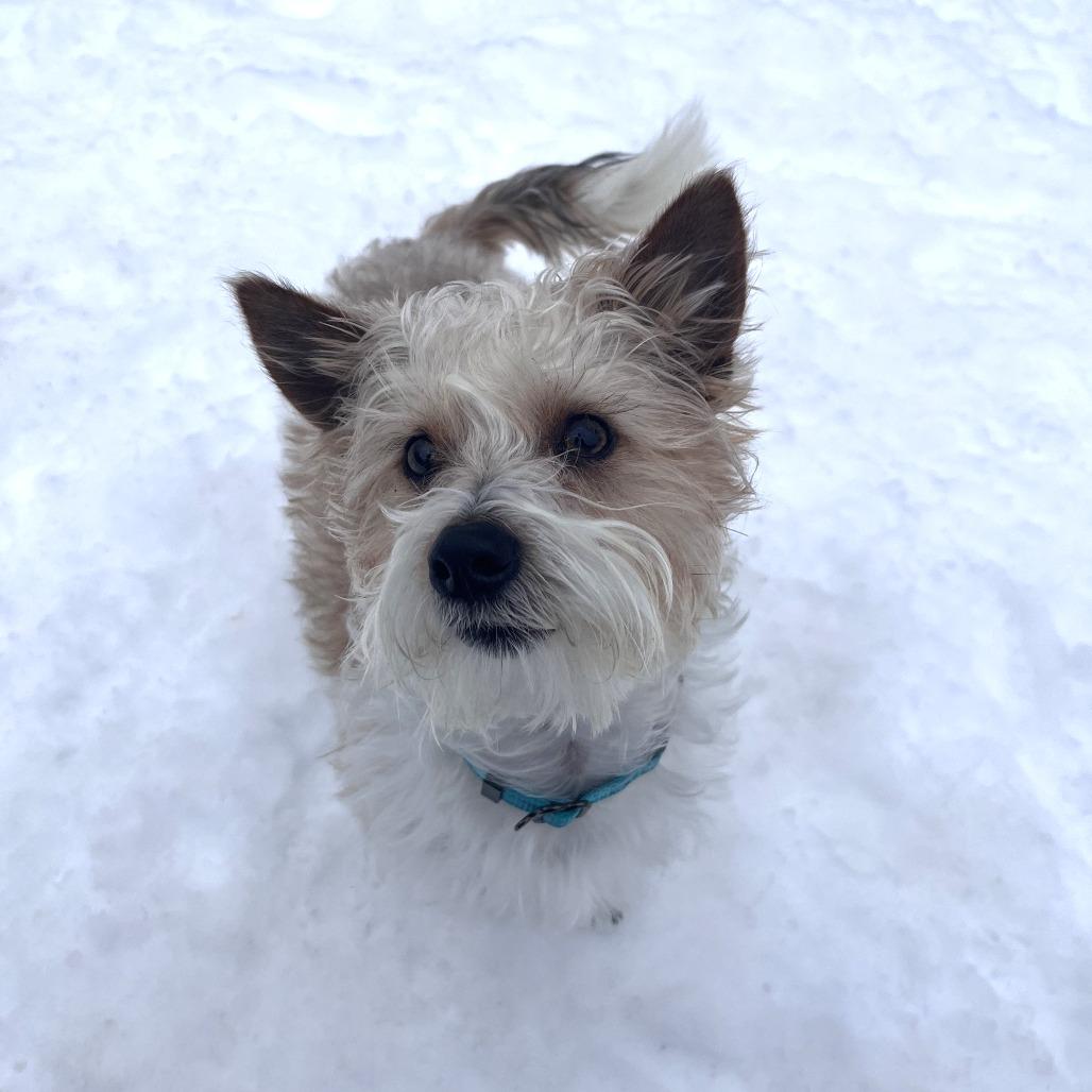 Enlarge James Brown, a Adoptable Terrier in Brockton, MA image 1/2