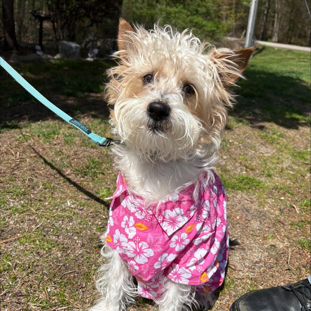 Enlarge James Brown, a Adoptable Terrier in Brockton, MA image 2/5