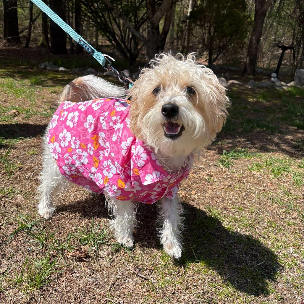 Enlarge James Brown, a Adoptable Terrier in Brockton, MA image 3/5