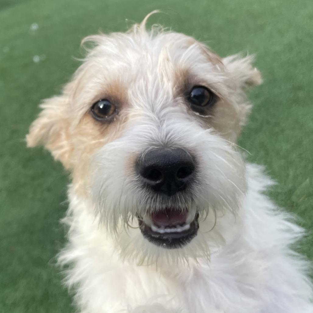 Enlarge James Brown, a Adoptable Terrier in Brockton, MA image 2/2