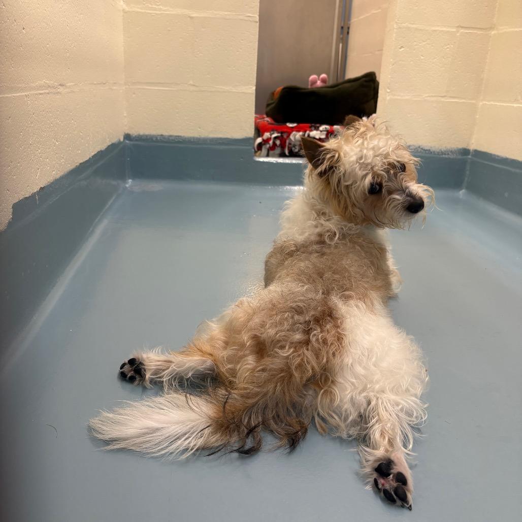 Enlarge James Brown, a Adoptable Terrier in Brockton, MA image 3/3