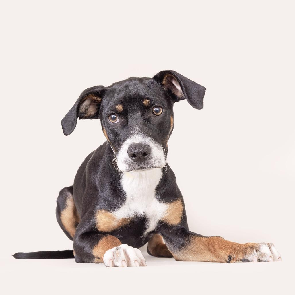 Enlarge Chai, a Adoptable Mixed Breed in Franklin, TN image 1/3